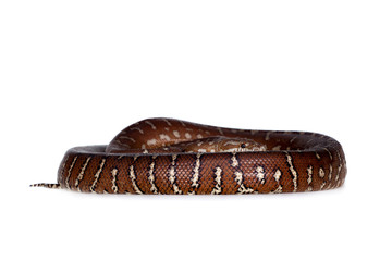Centralian carpet python on white