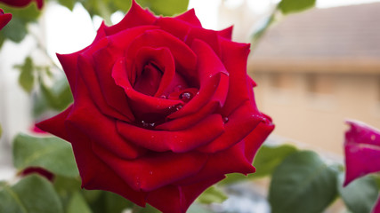 Rosa fotografata su fondo chiaro