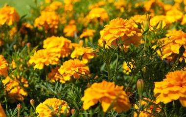 Yellow marigolds in a flower bed