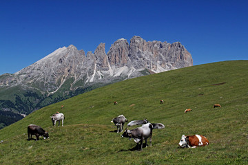mucche al pascolo sullo sfondo del gruppo Sassopiatto-Sassolungo