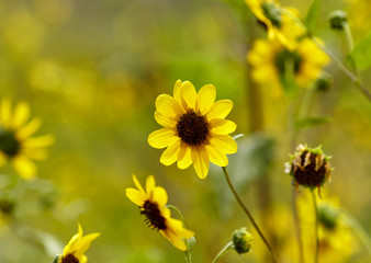 Wild Sundlowers in a Meadow