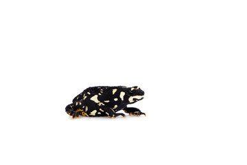 Klappenbachs red-bellied frog on white