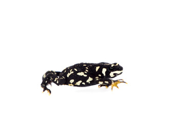 Klappenbachs red-bellied frog on white