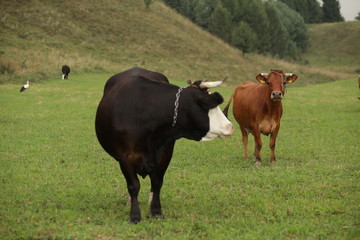 black and white cow and red cow on a  field