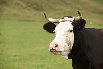 portrait of a cow