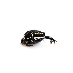 Klappenbachs red-bellied frog on white