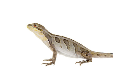 Brasilian tree lizard on white