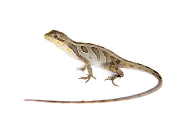 Brasilian tree lizard on white