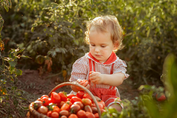 Litlle child (girl) take the vegetable (tomatoes) in the backet on a sunny day  in a garden