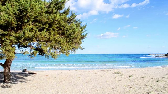 pine tree in Stintino shore, Sardinia