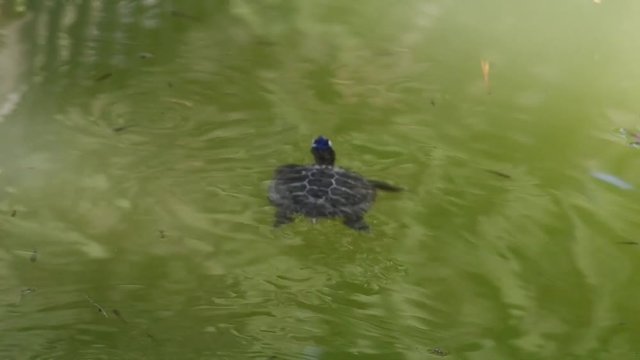 turtle swimming in green water