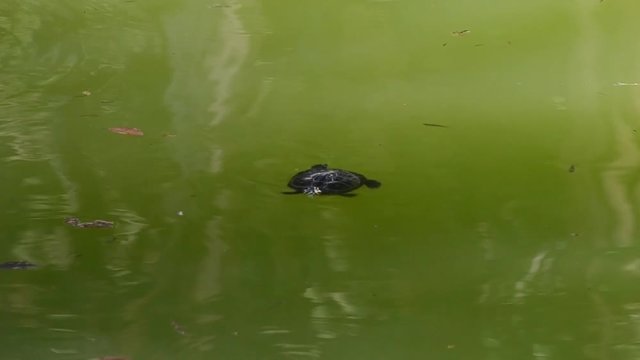 turtle swimming in green water