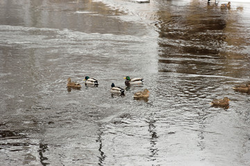 Ducks swim in open water