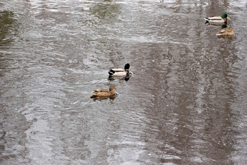 Ducks swim in open water