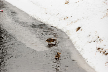 Duck walking on the edge of the ice