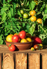 Organic ripe tomato. Various of tomatoes growing in the garden.