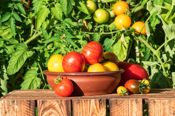 Harvesting ripe tomatoes in the garden in a sunny day