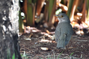 Sabia Laranjeira bird in the garden with sticks on the ground. Bird looking back. Aligned to the right.