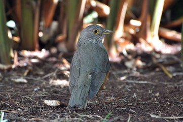 Sabia Laranjeira bird in the garden with sticks on the ground. Bird looking back. Aligned to the center.