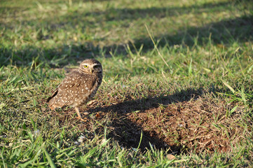 Owl looking ahead carefully with its nest hole in front of him. Grass background.