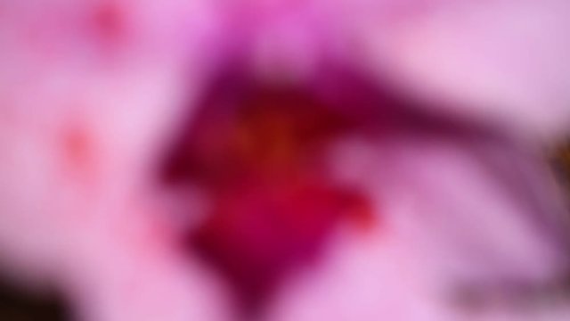 Orchidea