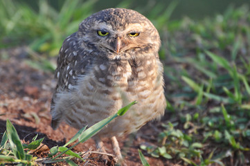 Owl looking ahead