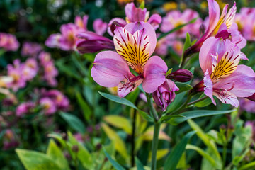 Obraz premium Pink Lilies