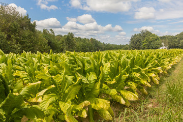 Tobacco Field