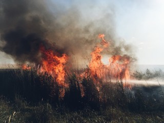 Fototapeta na wymiar wildfire, hot summer