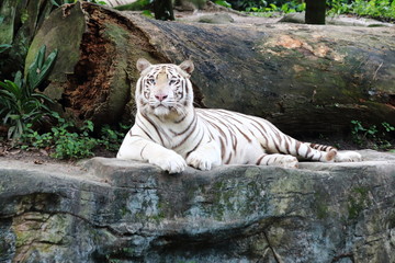 Obraz premium White Tiger 5