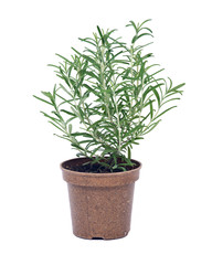 Rosemary in recycle brown pot separated on white background
