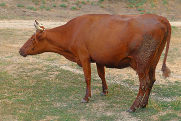 Brown v Cow grazing on a low grade pasture