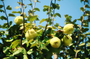 quince tree