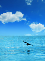 seascape and flying pelican