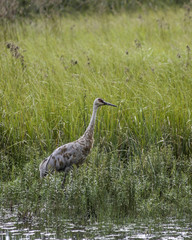 Sandhill Crane