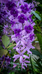 Violet petrea flowers