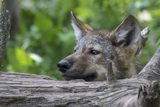 Wolf puppy looking over log