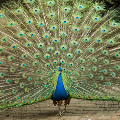 Obraz premium peacock trying to impress female