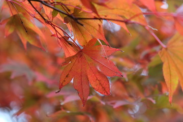 紅葉