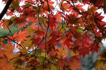 紅葉