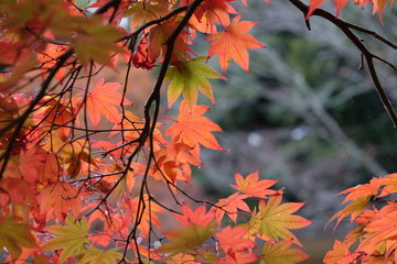 紅葉