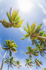 coconut palm trees at the beach