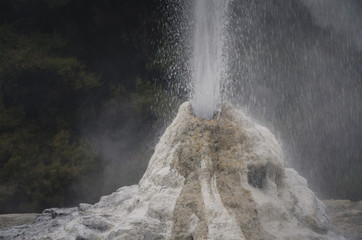 Lady Knox geyser in New Zealand