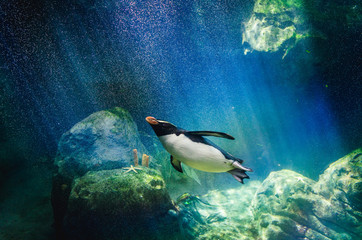 Plongée pingouin