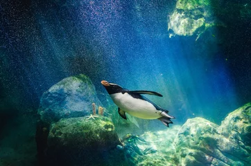 Crédence de cuisine en verre imprimé Pingouin Plongée pingouin