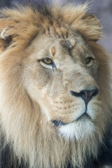 Lion Head Side View