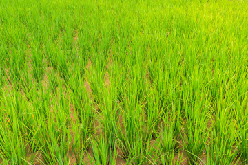 Close up view of germinated rice transplanted to paddy field at