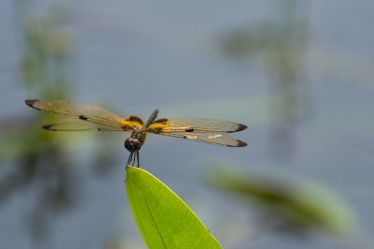 Dragonfly in yellow and black