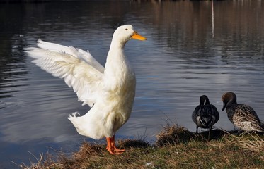 背伸びするアヒル