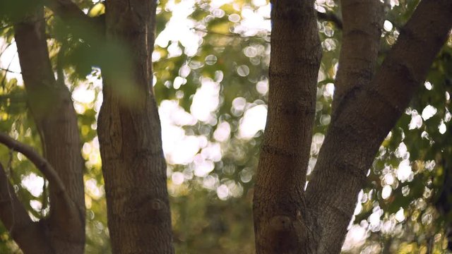 4K autumn foliage against sun, dreamy abstract oof details,cu